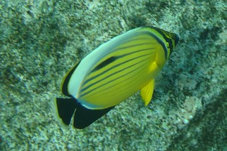 Chaetodon austriacus - Polypen-Falterfisch (Rotmeer-Rippenfalterfisch, Rotmeer-Rippelstreifen-Falterfisch)